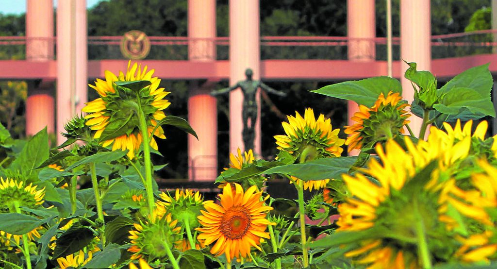 Sunflowers during UP graduation